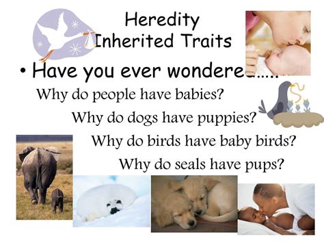 PPT - Heredity Inherited Traits PowerPoint Presentation - ID:340999