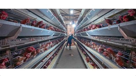 Commercial Chicken Cages For Sale Poultry Feeding Equipment Youtube