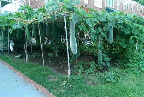 I've also heard that the blossoms at a particularly trying time in my life, i took up the hobbies of knitting, gardening and blogging about finding joy. Pin on Zucchini --Squash
