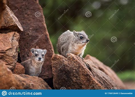 Rock Hyraxes In The Wild In Tsavo East National Park Kenya Africa Rock Hyrax Stock Image