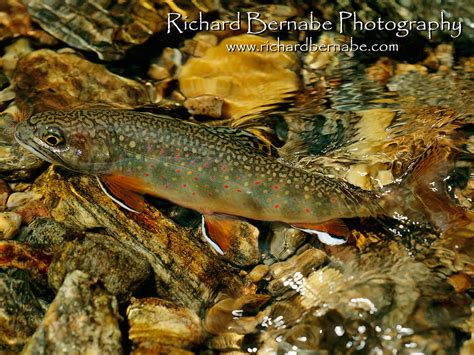 Trout Fishing Wallpapers For Desktop Wallpapersafari