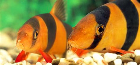 Loaches Of The Orient Botia Striata And More Tropical Fish Hobbyist