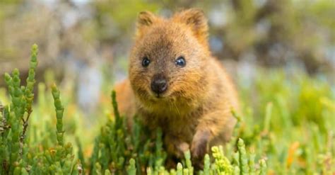 The Top 10 Cutest Animals In The World In 2024 A Z Animals