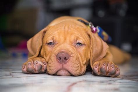 Red Nose Pit Bull What To Know Before Buying All Things Dogs
