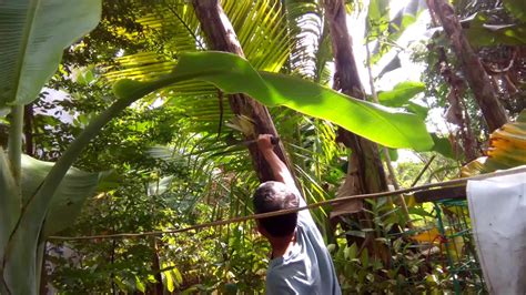 How To Harvest Banana 3rd Time Youtube