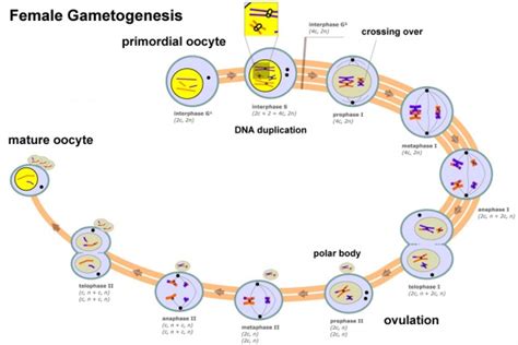 Cell Division Meiosis Embryology