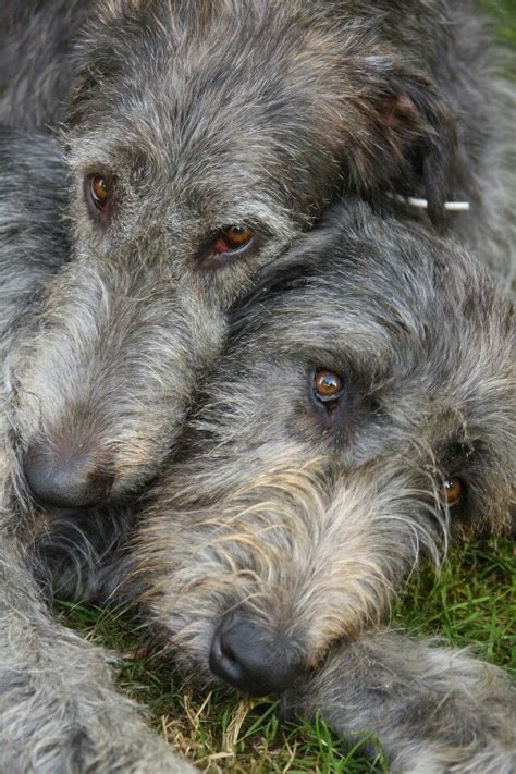 The Irish Wolfhound ~ Is The Tallest Of All Dogs But Not The Heaviest