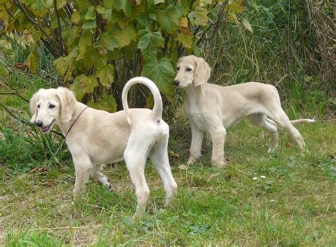 Greyhound harrier havamalt havana silk dogs havanese havapoo hovawart hunt terrier ibizan hound icelandic sheepdog illyrian sheepdog irish setter irish terrier irish water spaniel irish wolfhound irishdoodle island mini doodle italian. The Saluki (Persian Greyhound) puppies for Sale in Phoenix ...