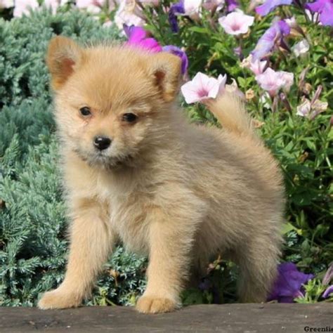 Find french bulldogs for sale on oodle classifieds. Pomeranian Mix Puppies For Sale | Greenfield Puppies