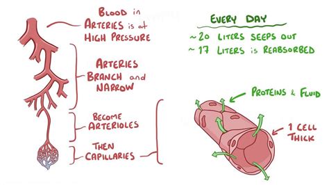Lymphatic System Anatomy And Physiology Video Osmosis
