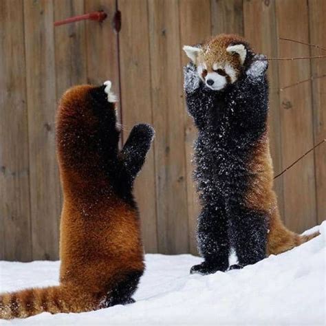 Funny Animals 28 Pictures Cute Animals Red Panda Animals Wild
