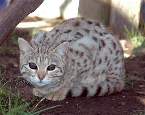 Bengal cats look feral, but are totally domestic. Bengal Cat One of The World's Most Expensive Cat ...