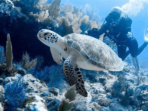 Scuba Diver Girls Florida Keys Have Turtles Lots Of Turtles