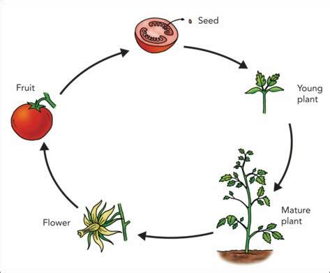 Life Cycle Of A Tomato Plant Plant Life Cycle Life Cycles Plant Science