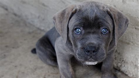200  Most Popular Cane Corso Dog Names Of 2020 | The Dogman