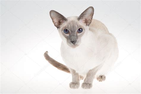 Oriental Blue Point Siamese Cat Close Up Portrait On A White Stock