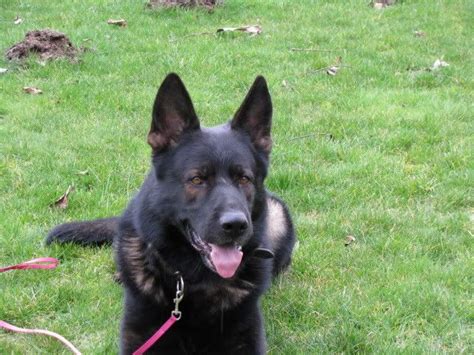 German shepherd dogs are fiercely loyal and protective guardians. Black Sable German Shepherd | BLACK Sable - German ...