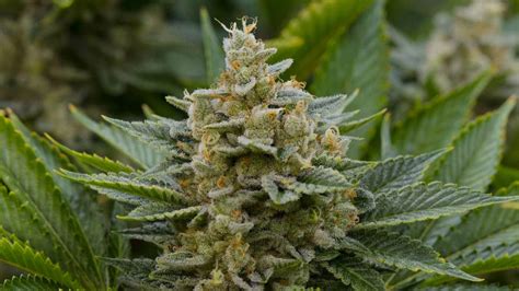 Stardawg Chemdog 4 X Tres Dawg Cannabis Strain Greenpoint Seeds