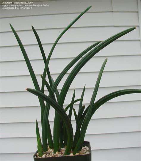It grows 36 inches tall and is as easy to grow as other snake plant varieties. PlantFiles Pictures: Sansevieria Species, Snake Plant ...