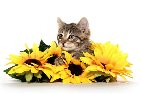 Cute Tabby Kitten Wiht Sunflowers Stock Image Image Of Single Yellow