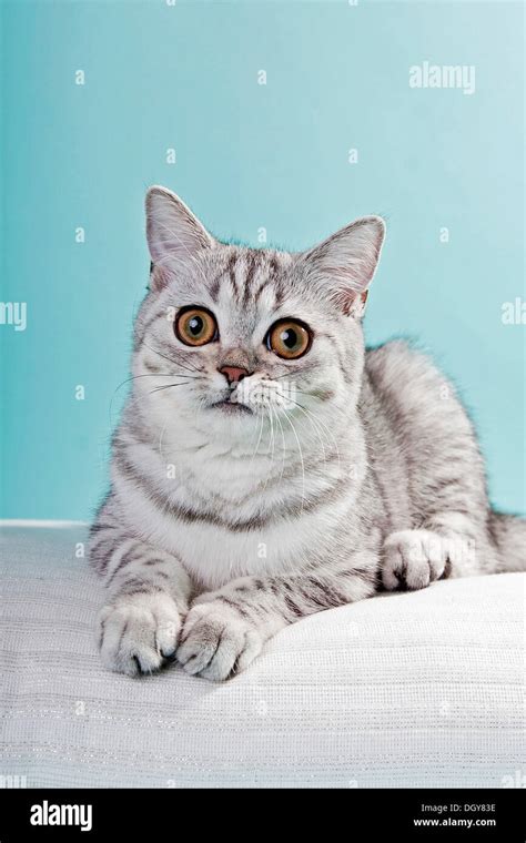 Silver Mackerel Tabby Cat
