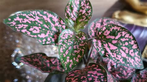 Hypoestes Pink Polka Dot Plant Care And Propagation Youtube