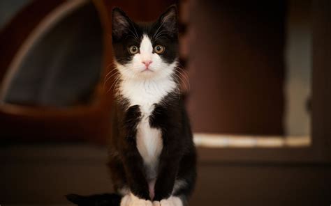 Joli chat noir et blanc