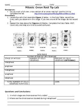 29 Onion Cell Mitosis Worksheet Answers - Free Worksheet Spreadsheet