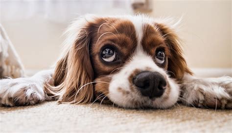 Dogs Know Exactly What Theyre Doing Scientific Study Finds Puppy Dog