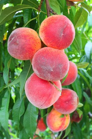 Most leaf spot diseases affect only a small percentage of the tree's overall leaf area, and are a minor stress on the health of the tree. Prunus persica | GDR
