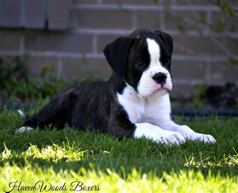 Fawn Brindle Boxer Puppies Available Boxer Puppies For
