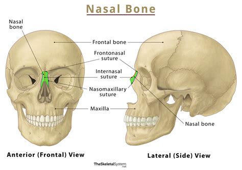 Nasal Bones Location Anatomy And Functions With Diagram