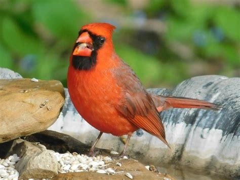 Meet The 3 Types Of Cardinals In North America Birds And Blooms