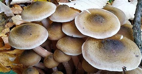 mushrooms album on imgur