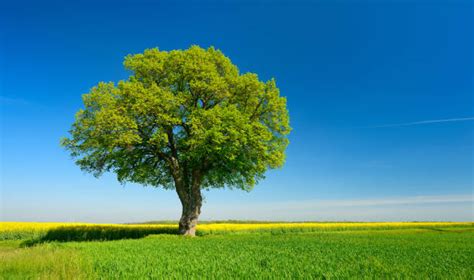 Single Tree Stock Photos Pictures And Royalty Free Images Istock