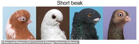 Darwins Short Beak Enigma Is Solved In New Study Daily Mail Online