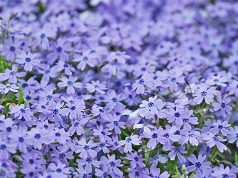 Ground Cover Plants With Purple Flowers