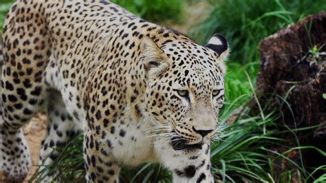 Download Image of Wildlife Leopard | HD Wallpapers