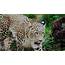 Download Image Of Wildlife Leopard  HD Wallpapers