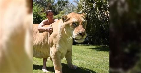 Nobody ist der größte (originaltitel: Es ist eine Kreuzung zwischen einem Löwen und einem Tiger ...