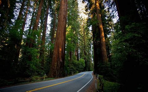 A Drive Through The Redwood Forest Trees Redwoods Forests Travel