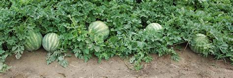 There is also evidence from seeds in pharaoh tombs of watermelon. Watermelon Plant Care Guide | Watermelon plant, Garden ...
