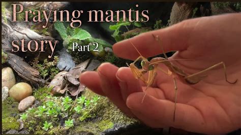 Raising Praying Mantis Part 2 Plus Making A Live Plant Terrarium Youtube