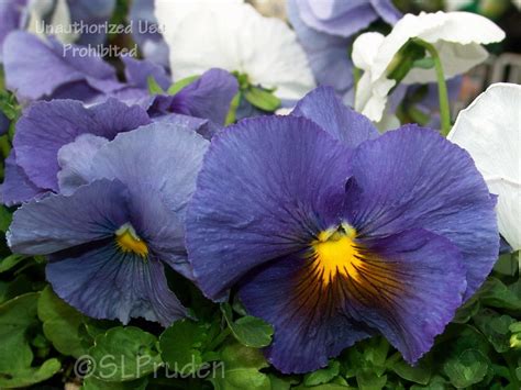 Plantfiles Pictures Viola Garden Pansy Pansy Delta Cool Water Mix
