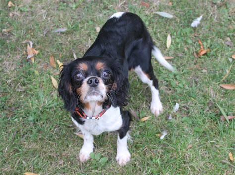 Cavalier king charles spaniel coloring page. King Charles Spaniel coloring, Download King Charles ...