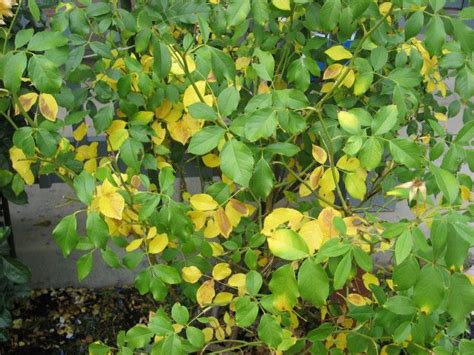 Yellow Leaves On Roses Database Plants