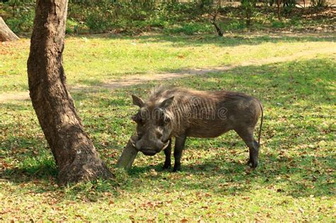 Warthog Kruger National Park South Africa Stock Image Image Of