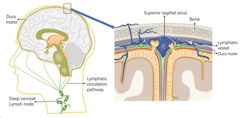 Schematic Diagram Of The Intracranial Lymphatic Circulation And The