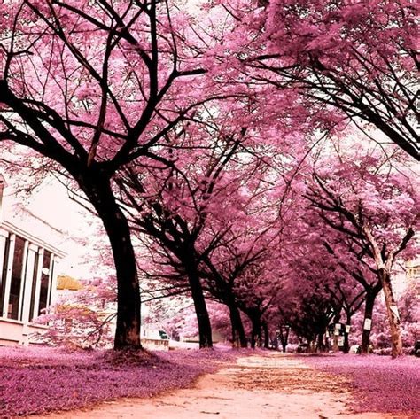 Adorable Path Nature Trees Pink Image 555361 On