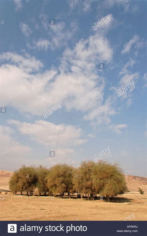 Balsam Trees Hi Res Stock Photography And Images Alamy